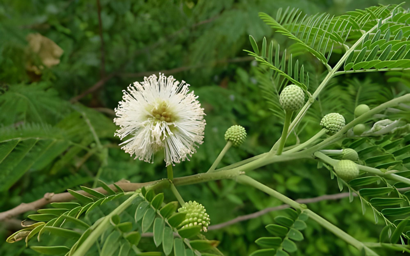 Acacia-Leucaena-leucocephala